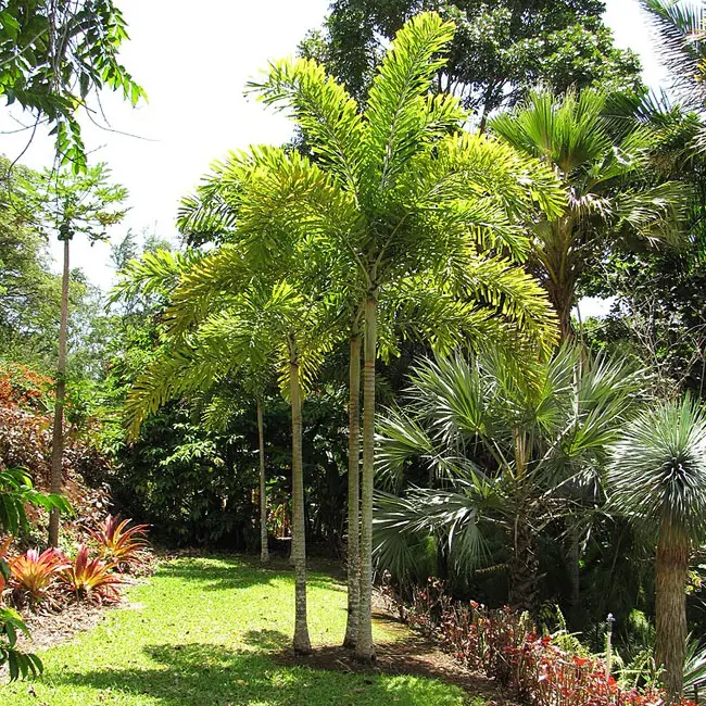 Foxtail Palm (Wodyetia bifurcata)