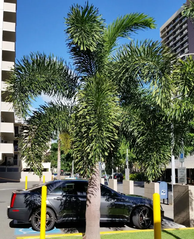 Foxtail Palm (Wodyetia bifurcata)