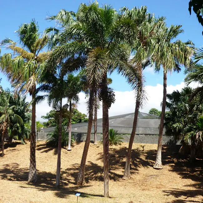 Foxtail Palm (Wodyetia bifurcata)