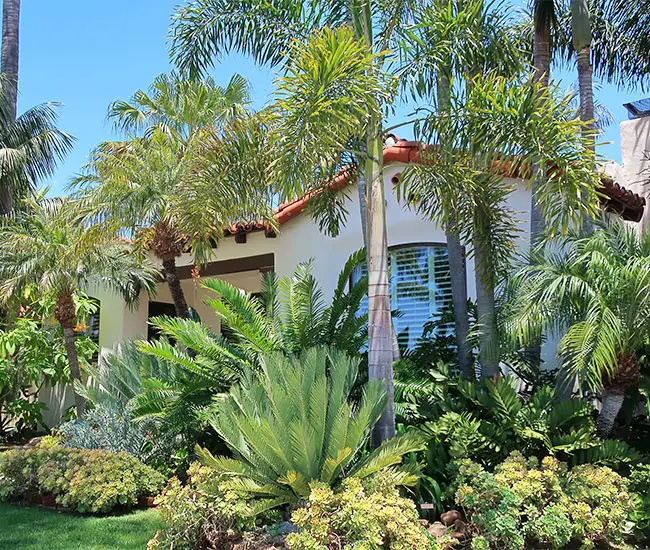 Foxtail Palm (Wodyetia bifurcata)