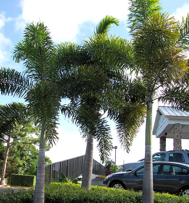 Foxtail Palm (Wodyetia bifurcata)