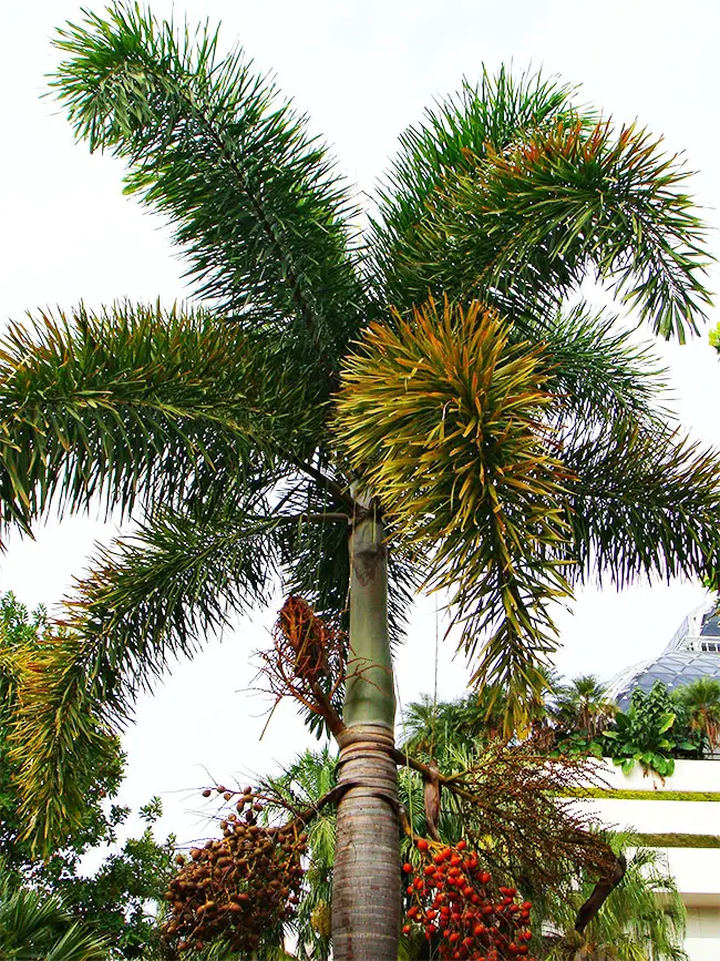 Foxtail Palm (Wodyetia bifurcata)