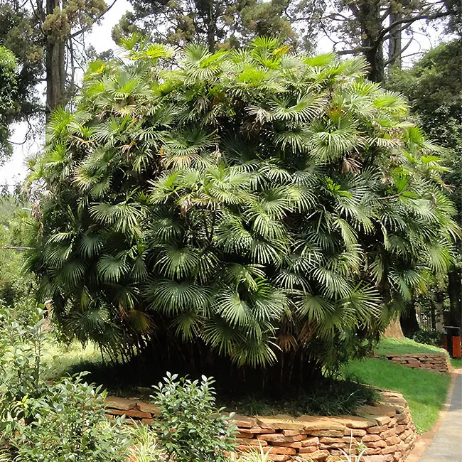Jade Empress Palm Tree (Rhapis multifida)