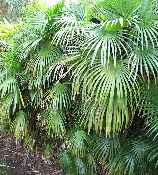 Jade Empress Palm Tree (Rhapis multifida)