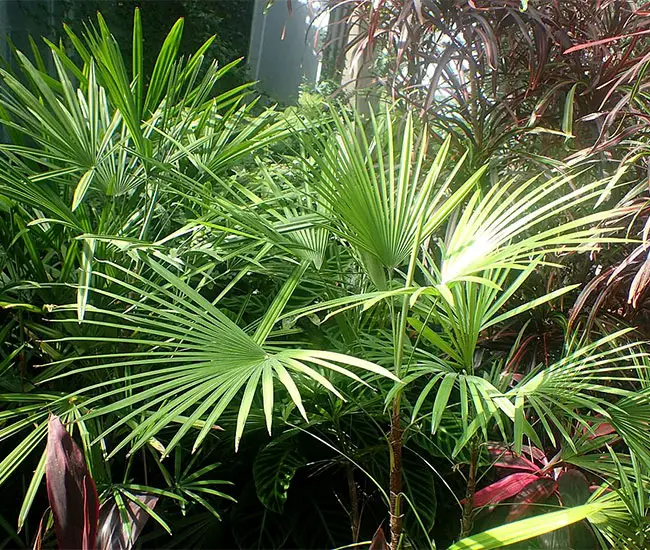 Jade Empress Palm Tree (Rhapis multifida)