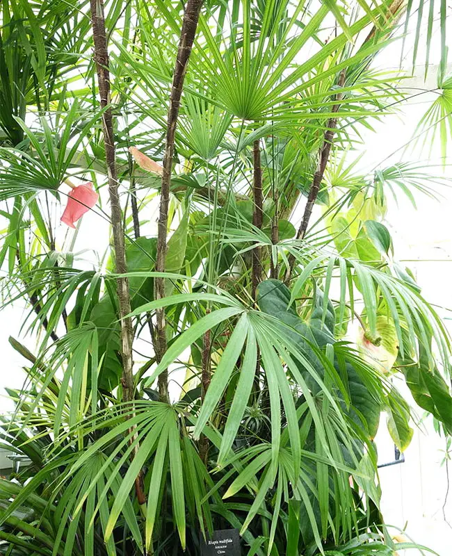 Jade Empress Palm Tree (Rhapis multifida).