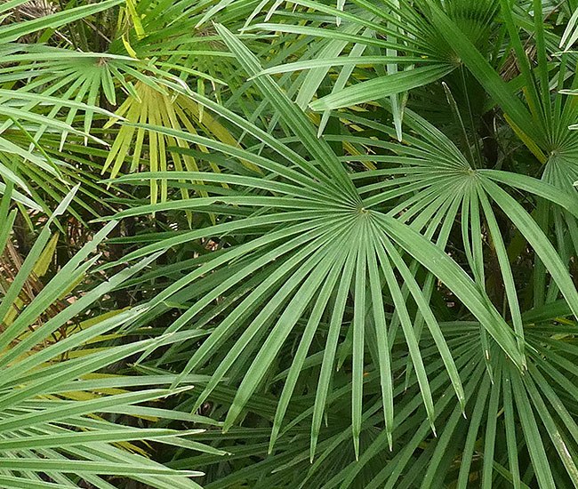 Jade Empress Palm Tree (Rhapis multifida).