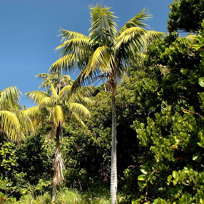 Kentia Palm Tree (Howea forsteriana)