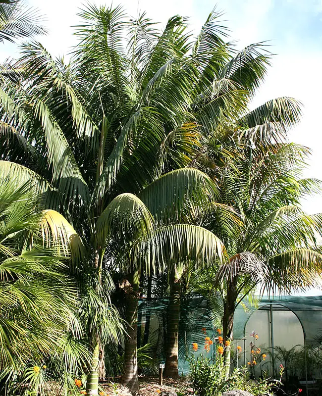 Kentia Palm Tree (Howea forsteriana)