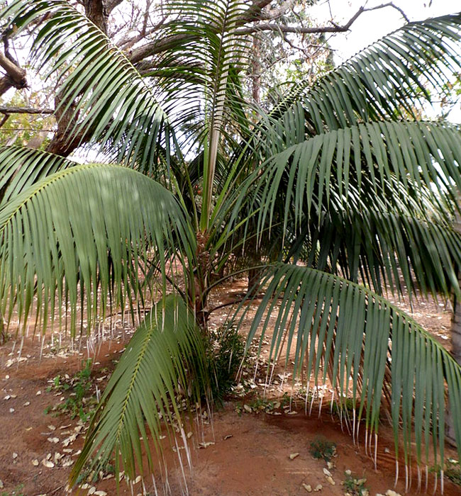 Kentia Palm Tree (Howea forsteriana)