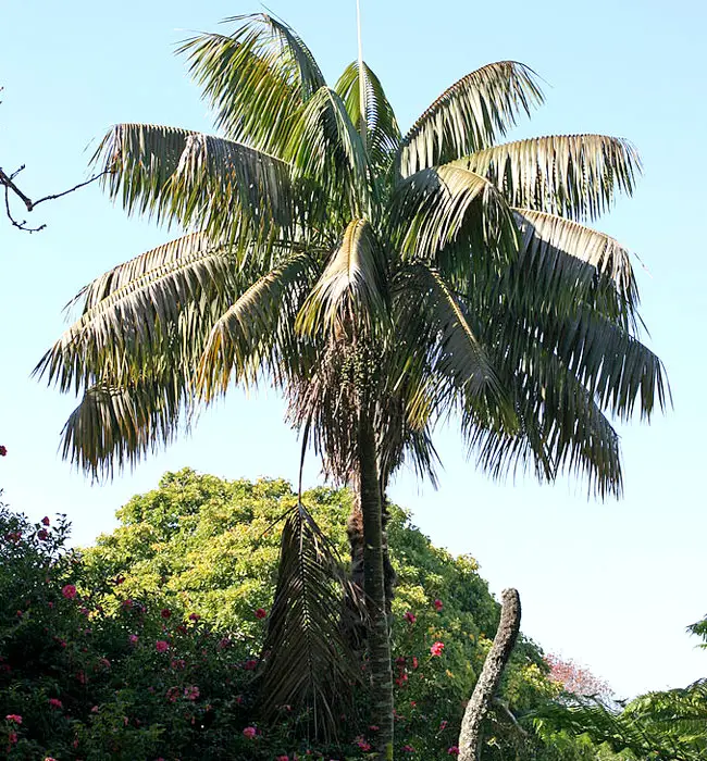 Kentia Palm Tree (Howea forsteriana)