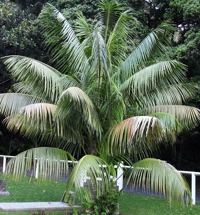 Kentia Palm Tree (Howea forsteriana)