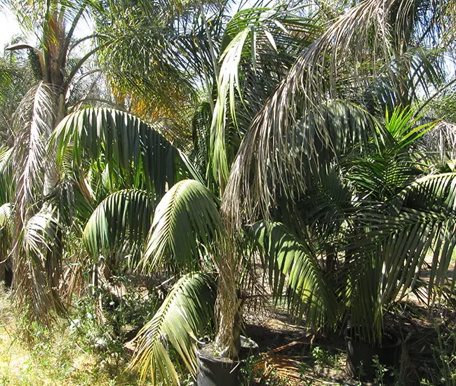 Kentia Palm Tree (Howea forsteriana)