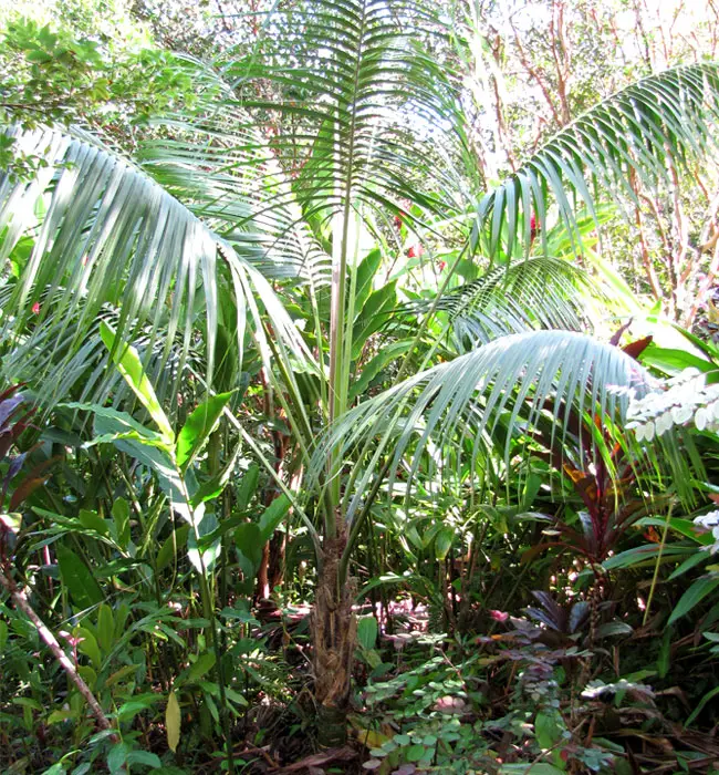 Kentia Palm Tree (Howea forsteriana)