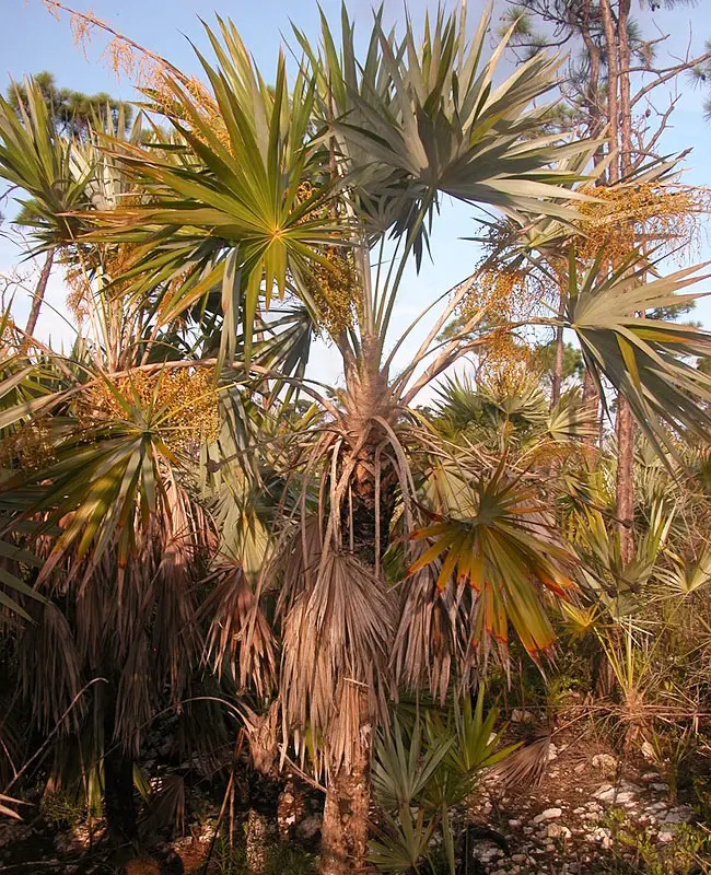 Key Thatch Palm Tree (Thrinax morrisii)