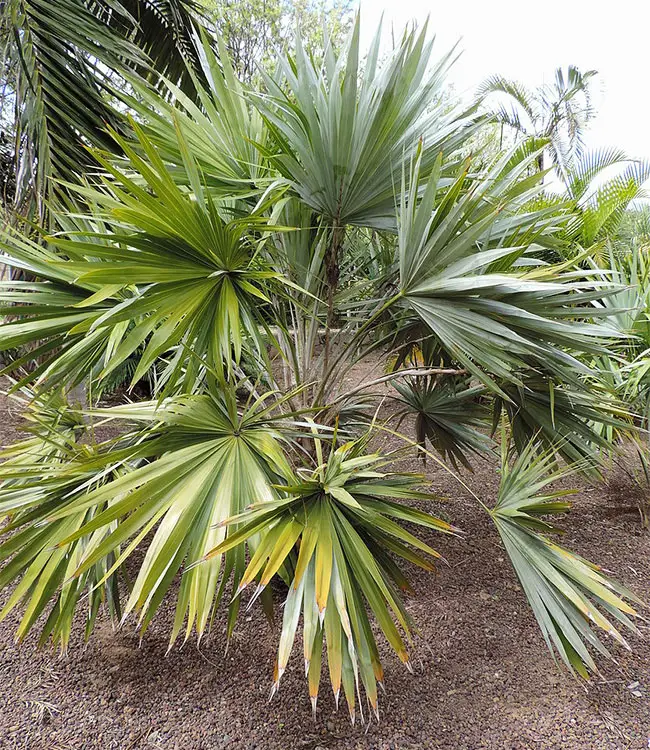 Key Thatch Palm Tree (Thrinax morrisii)