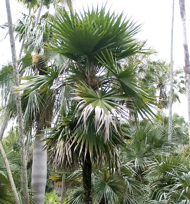 Key Thatch Palm Tree (Thrinax morrisii)