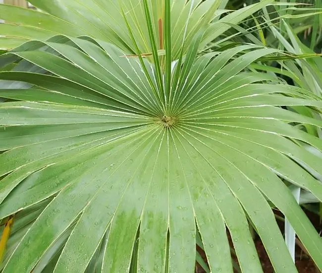 Key Thatch Palm Tree (Thrinax morrisii)