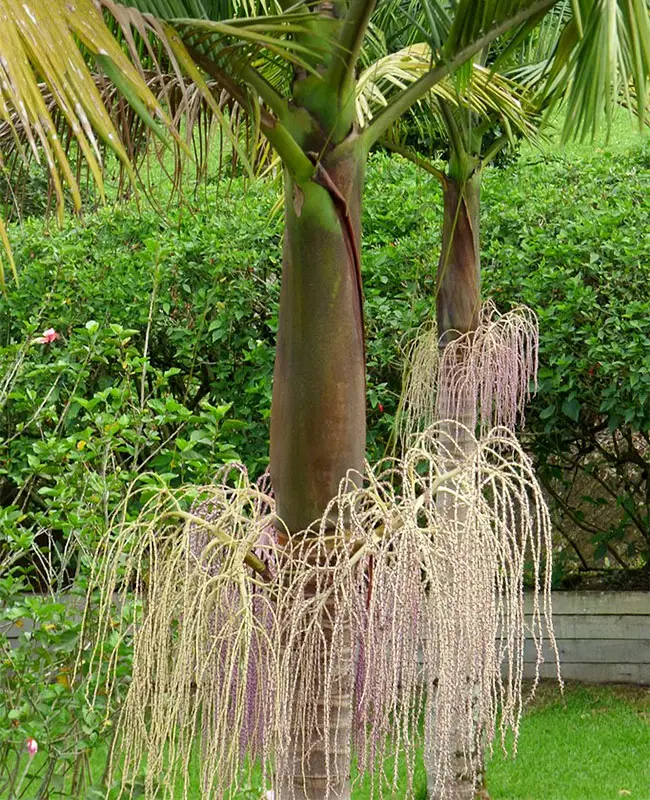 King Palm Tree (Archontophoenix cunninghamiana).