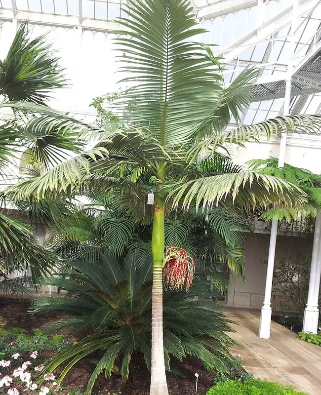 King Palm Tree (Archontophoenix cunninghamiana).