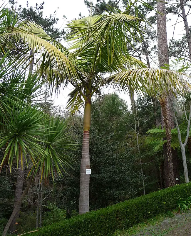 King Palm Tree (Archontophoenix cunninghamiana).