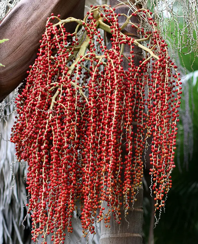 King Palm Tree (Archontophoenix cunninghamiana).