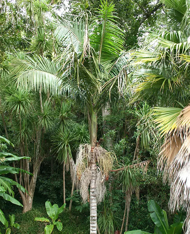 King Palm Tree (Archontophoenix cunninghamiana).