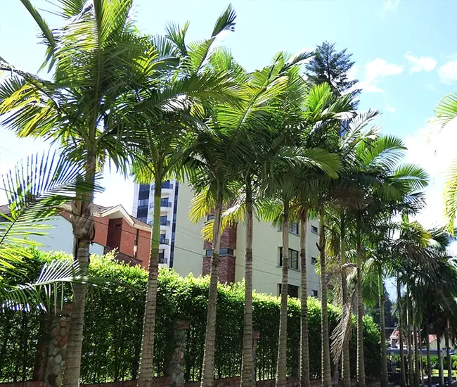 King Palm Tree (Archontophoenix cunninghamiana).