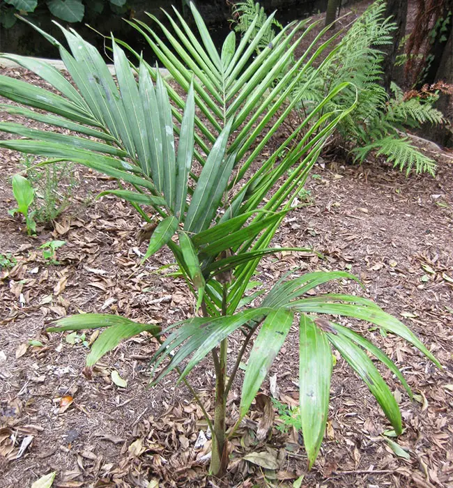 King Palm Tree (Archontophoenix cunninghamiana).