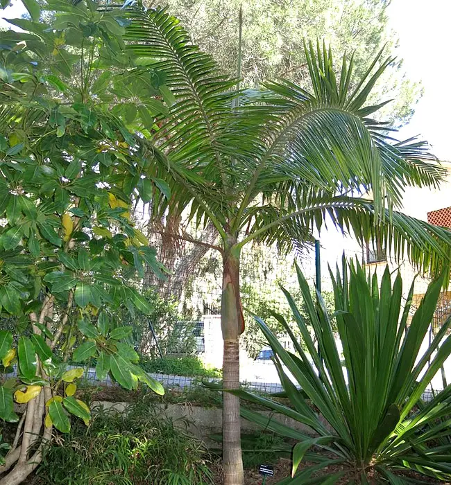 King Palm Tree (Archontophoenix cunninghamiana).