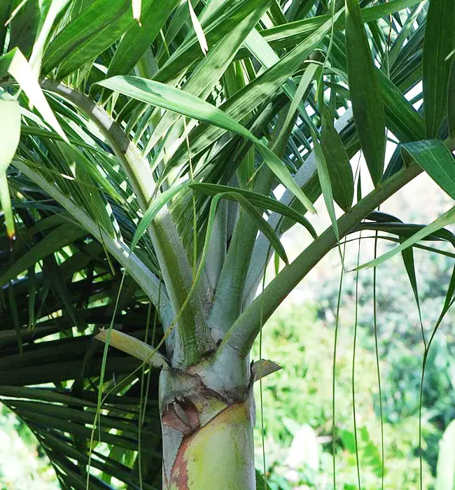 King Palm Tree (Archontophoenix cunninghamiana).