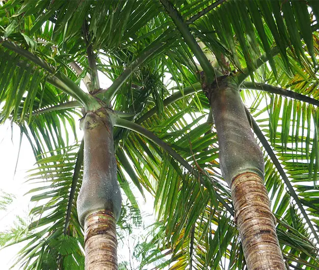 King Palm Tree (Archontophoenix cunninghamiana).