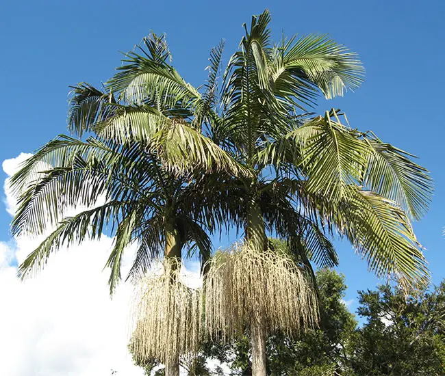 King Palm Tree (Archontophoenix cunninghamiana).