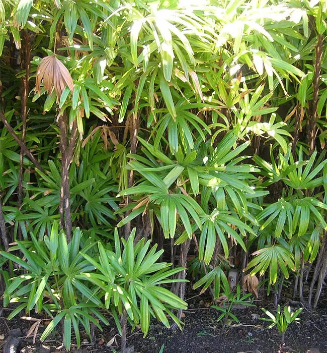 Lady Palm Tree (Rhapis excelsa)