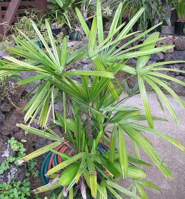 Lady Palm Tree (Rhapis excelsa)