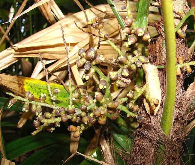 Lady Palm Tree (Rhapis excelsa)