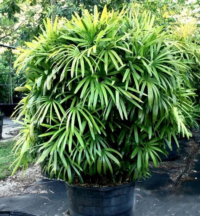 Lady Palm Tree (Rhapis excelsa)