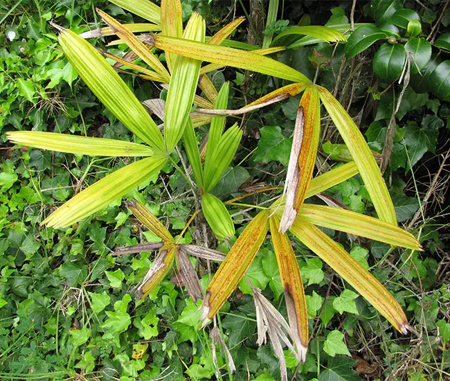 Lady Palm Tree (Rhapis excelsa)