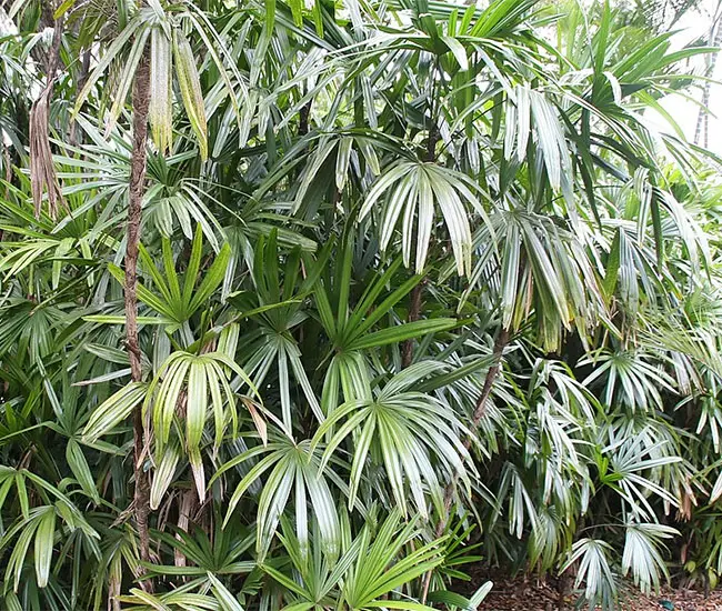 Lady Palm Tree (Rhapis excelsa)