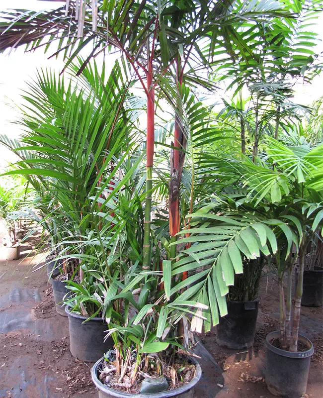 Lipstick Palm Indoors