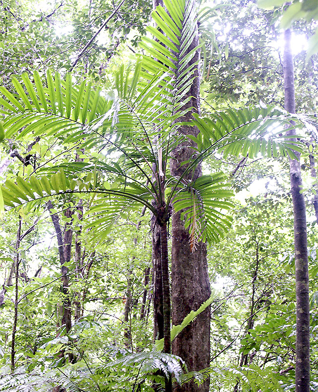 Macaw Palm Tree (Aiphanes minima)