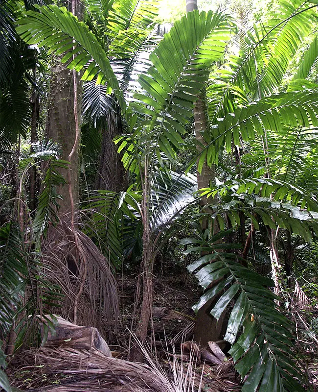 Macaw Palm Tree (Aiphanes minima)