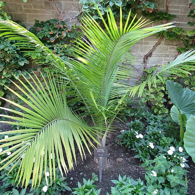 Majesty Palm Tree (Ravenea rivularis).