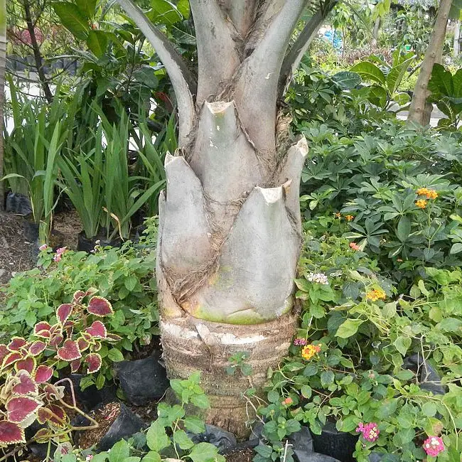 Majesty Palm Tree (Ravenea rivularis).