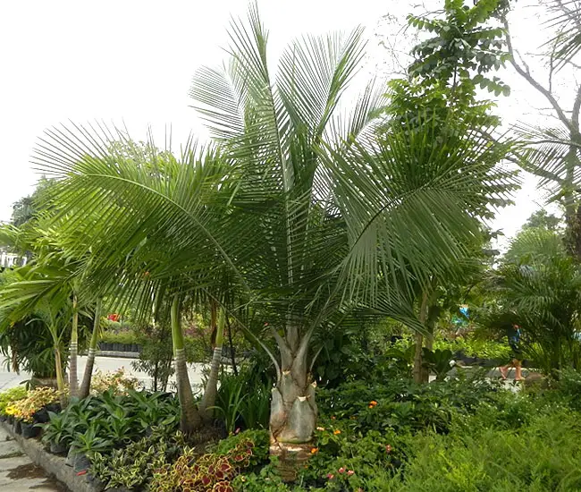 Majesty Palm Tree (Ravenea rivularis).