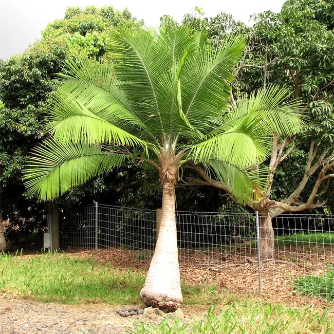 Majesty Palm Tree (Ravenea rivularis). 