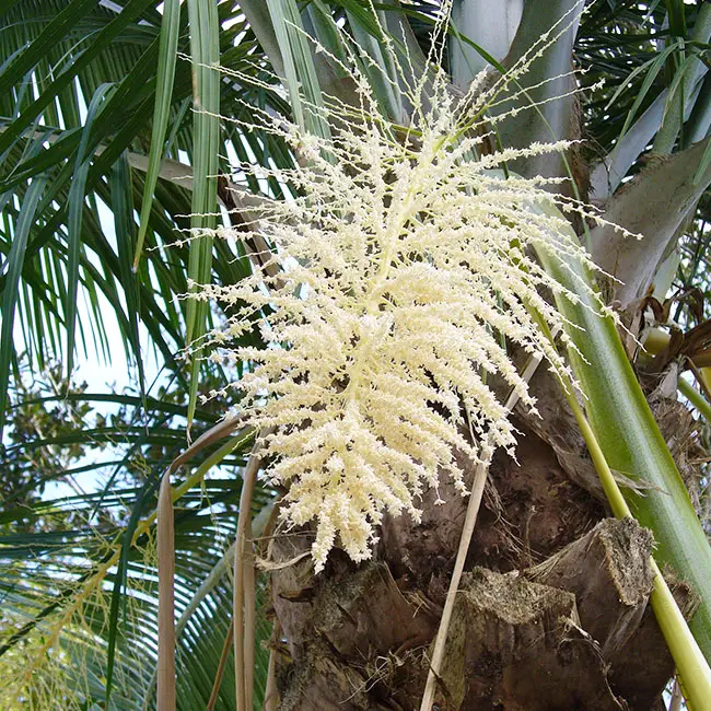 Majesty Palm Tree (Ravenea rivularis). 