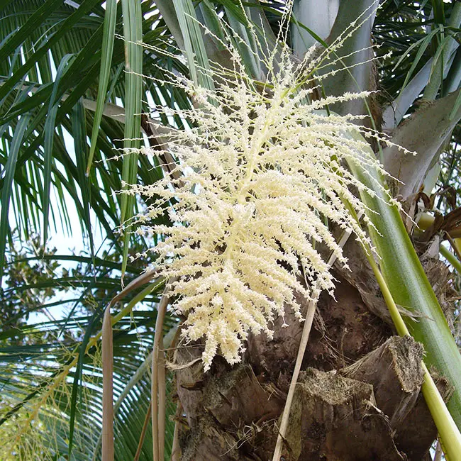 Majesty Palm Tree (Ravenea rivularis).