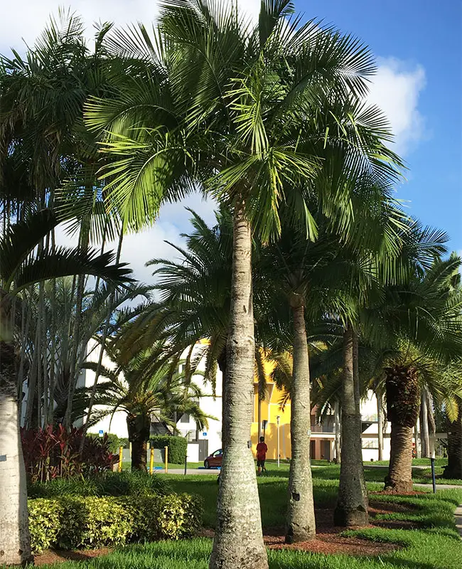 Majesty Palm Tree (Ravenea rivularis). 