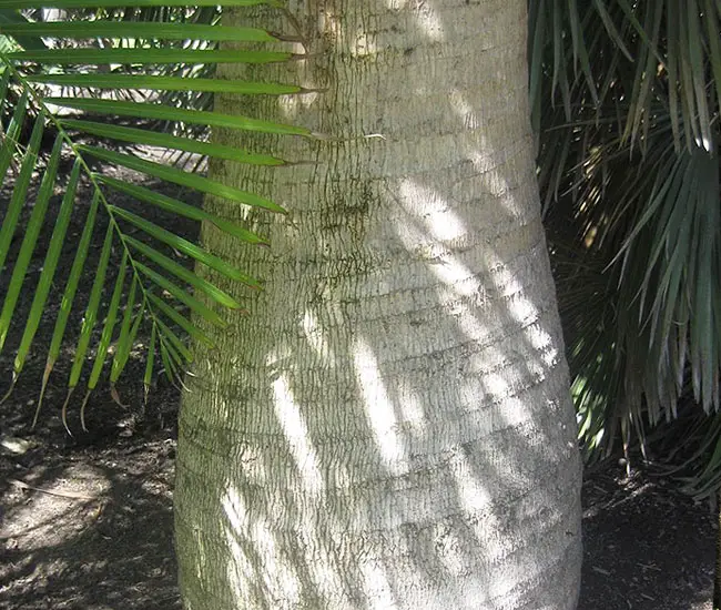 Majesty Palm Tree (Ravenea rivularis).